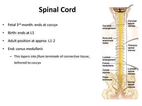 difference between cauda equina and conus medullaris|conus medullaris and filum terminale.